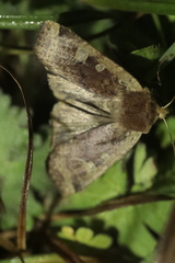 Conistra erythrocephala