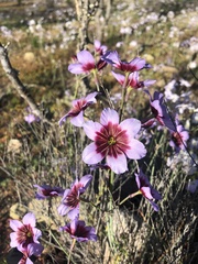 Leucocoryne purpurea