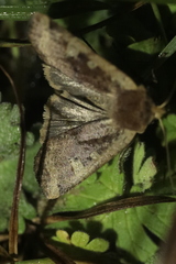 Conistra erythrocephala