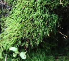 Dicranoloma menziesii
