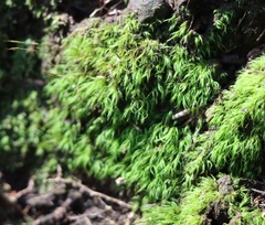 Dicranoloma menziesii