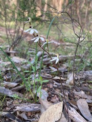 Caladenia cucullata