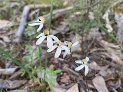 Caladenia cucullata