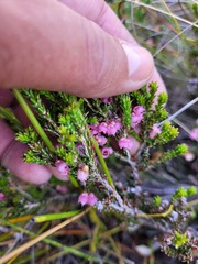 Erica umbelliflora