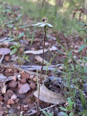 Caladenia cucullata