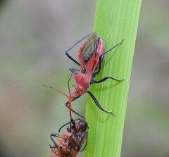 Gminatus wallengreni