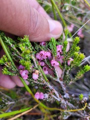 Erica umbelliflora
