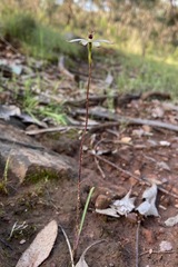 Caladenia cucullata
