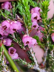 Erica umbelliflora
