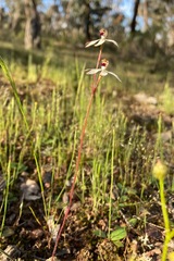 Caladenia cucullata