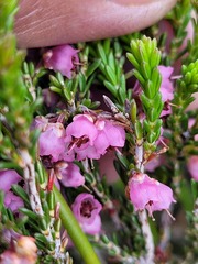 Erica umbelliflora