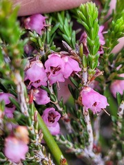 Erica umbelliflora