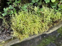 Calliergonella cuspidata