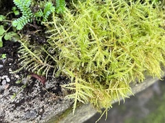 Calliergonella cuspidata