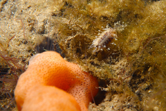 Amblyosyllis