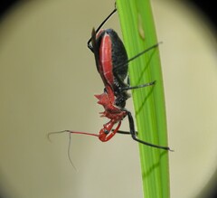 Gminatus wallengreni