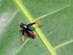 Rhynchium haemorrhoidale