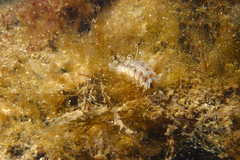Amblyosyllis
