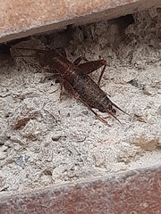 Arachnocephalus vestitus