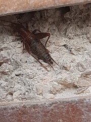 Arachnocephalus vestitus