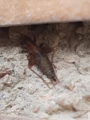 Arachnocephalus vestitus