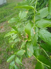 Marantochloa leucantha