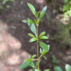 Coprosma ×cunninghamii