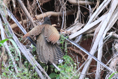 Centropus phasianinus