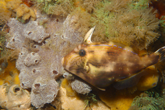Scobinichthys granulatus