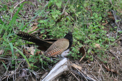 Centropus phasianinus