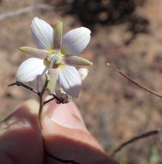 Heliophila cornuta