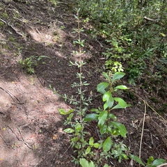 Coprosma ×cunninghamii