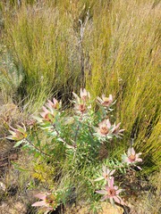 Leucadendron tinctum