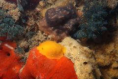 Doriopsilla carneola