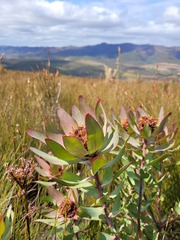 Leucadendron tinctum