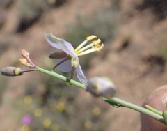 Heliophila cornuta
