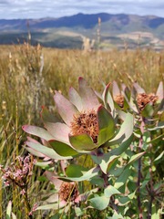 Leucadendron tinctum
