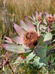 Leucadendron tinctum