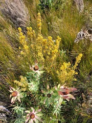 Leucadendron tinctum