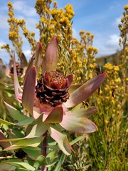 Leucadendron tinctum