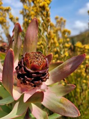 Leucadendron tinctum