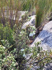 Dasyanthes