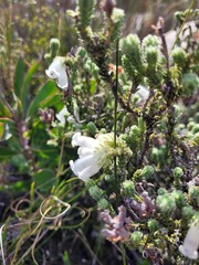 Dasyanthes