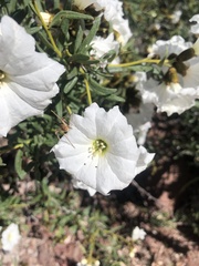 Cordia decandra