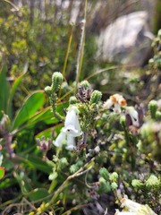 Dasyanthes