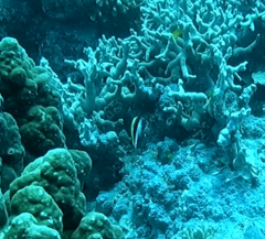 Paracirrhites forsteri