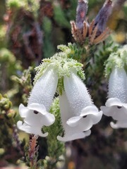 Dasyanthes