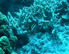 Paracirrhites forsteri