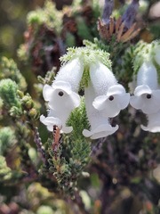 Dasyanthes