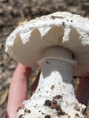Amanita ananiceps